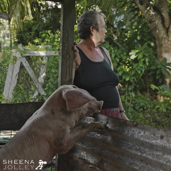Pig Alert .jpg - 